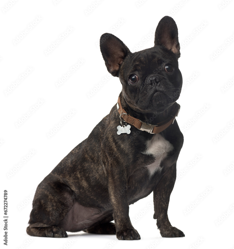 French bulldog dog sitting, cut out