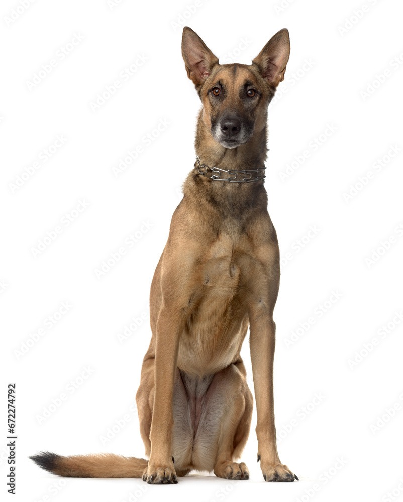 Mixed-breed Dog sitting in front of white background