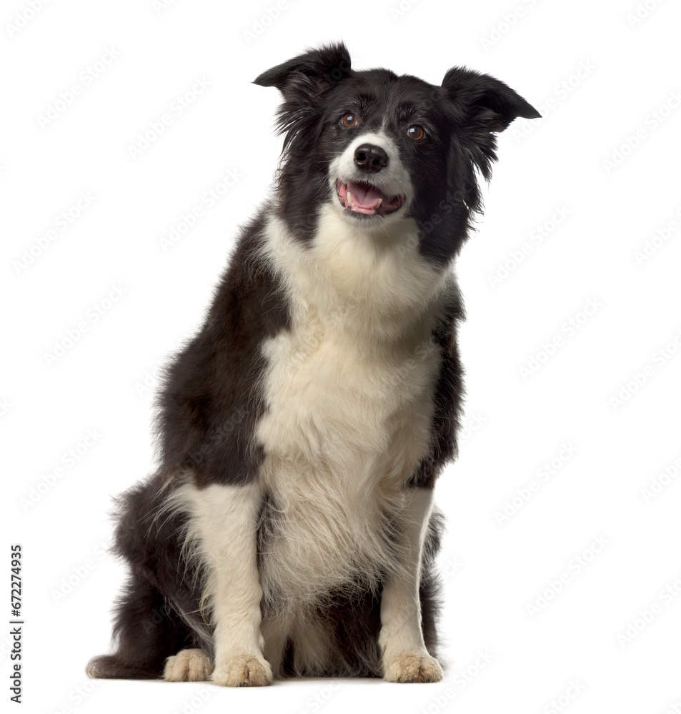 Panting Mixed-breed Dog sitting in front of white background