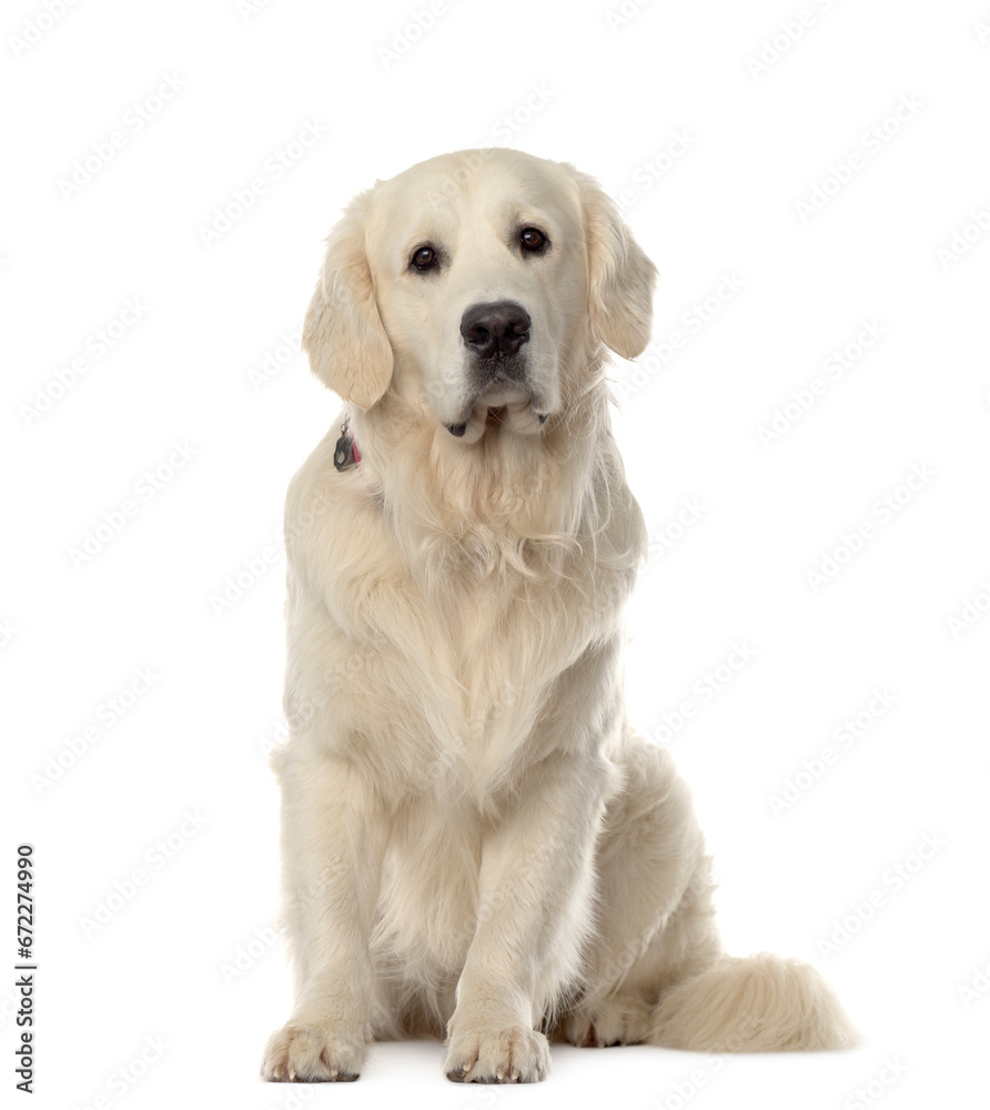 Mixed-breed Dog sitting in front of white background