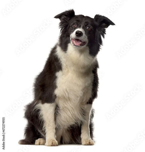 Panting Mixed-breed Dog sitting in front of white background © Eric Isselée