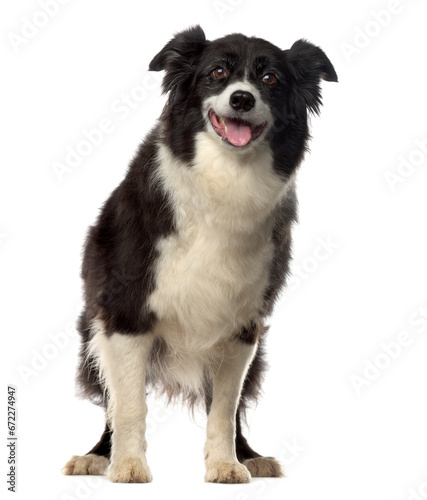 Mixed breed dog standing, cut out