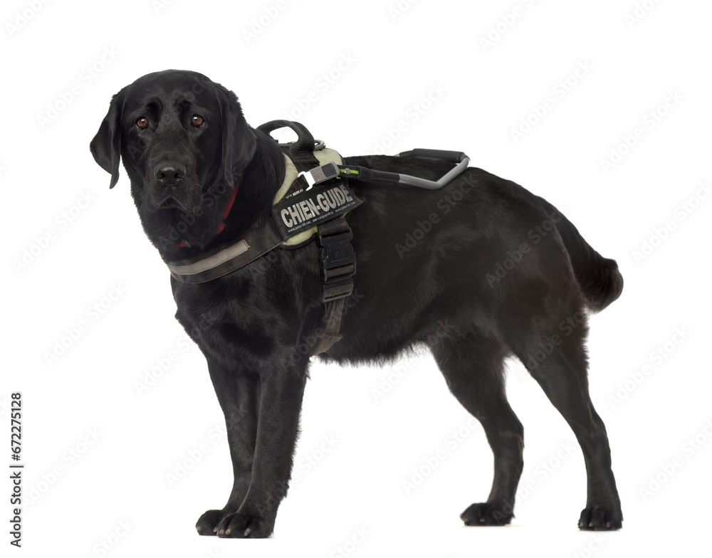 Labrador dog standing, cut out