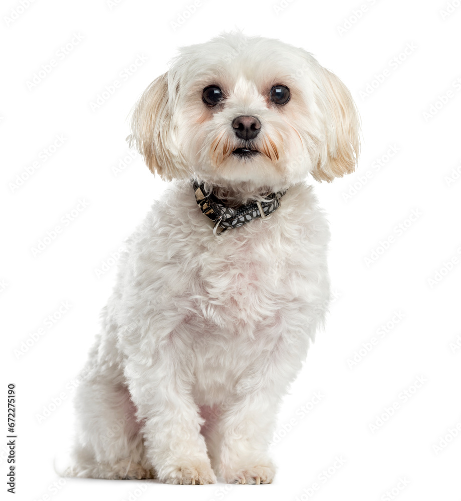 Mixed-breed Dog sitting in front of white background Mixed-breed Dog sitting in front of white background