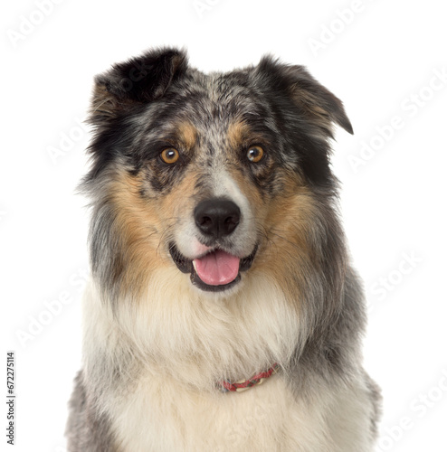 Fototapeta Naklejka Na Ścianę i Meble -  Close-up of a mixed-breed Dog panting, cut out