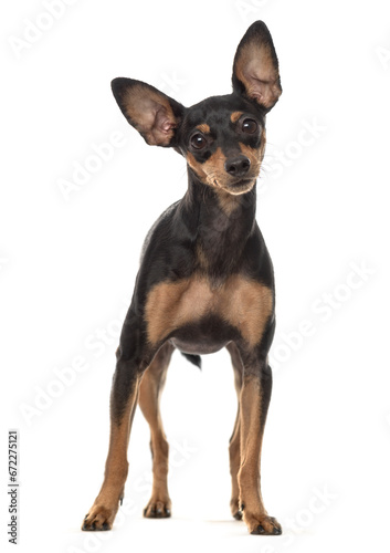 Miniature pinscher dog standing, cut out photo