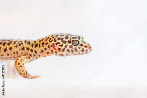 Gecko in studio, portrait - close up of head