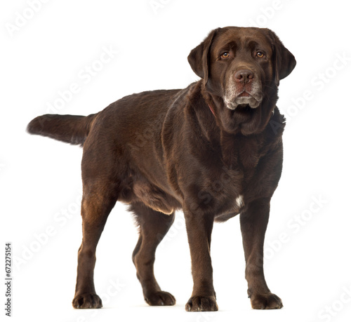 Fat Labrador dog standing, cut out