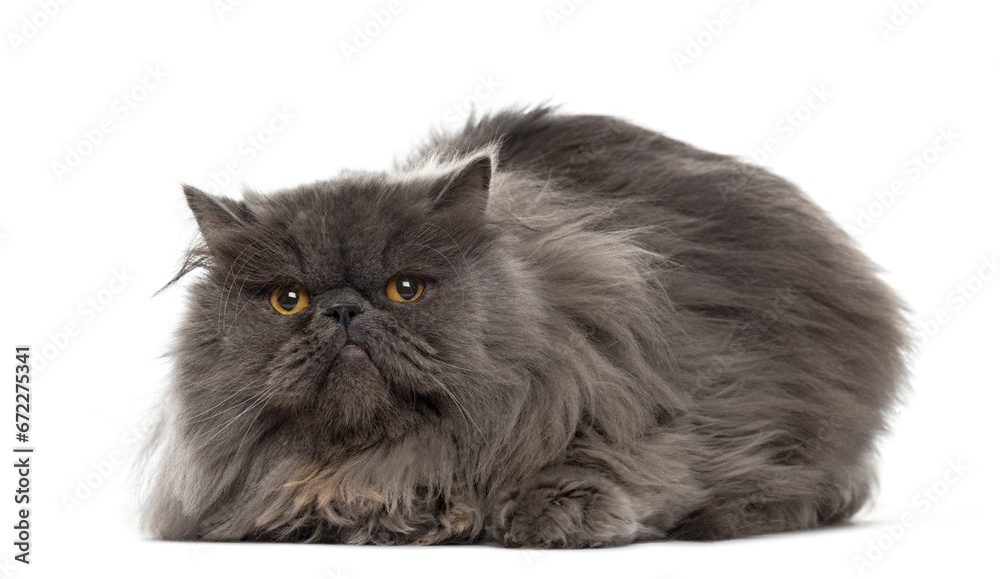 Mixed-breed Cat lying down on a white background