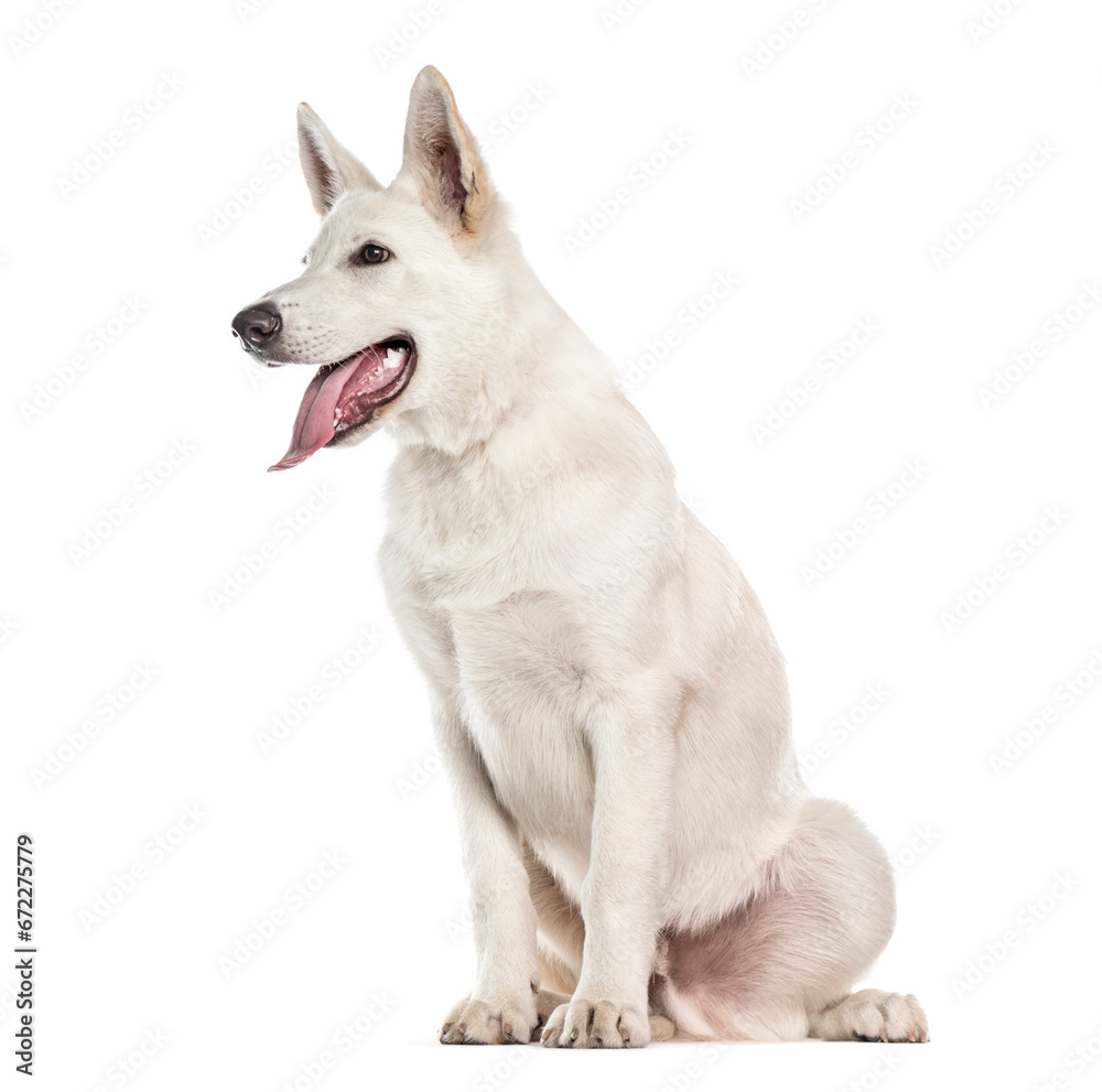 White Mixed-breed Dog sitting and panting in front of tha camera, cut out White Mixed-breed Dog sitting and panting in front of tha camera, cut out