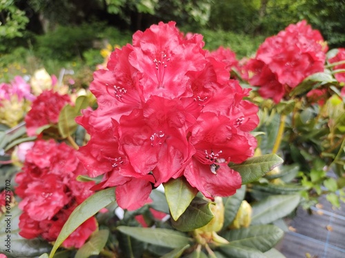 Rhododendron  Busuki 