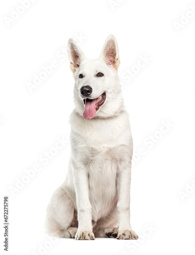 White Mixed-breed Dog sitting and panting in front of tha camera, cut out