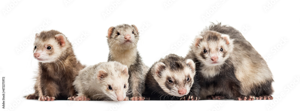 Five Ferrets in a raw on white background, studio photography