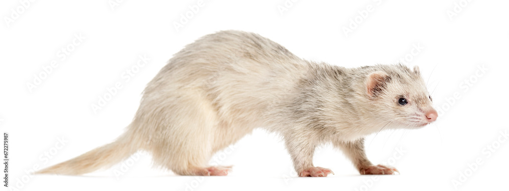Ferret on white background, studio photography Ferret on white background, studio photography