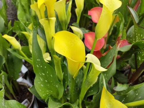 Zantedeschia 'Sunclub'