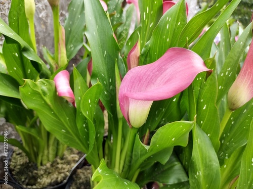 Zantedeschia 'Zazu' photo