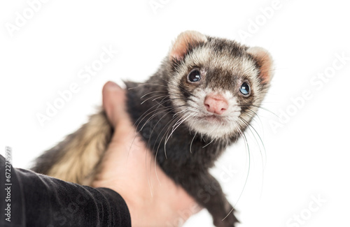 Fototapeta Naklejka Na Ścianę i Meble -  Ferret on white background, studio photography