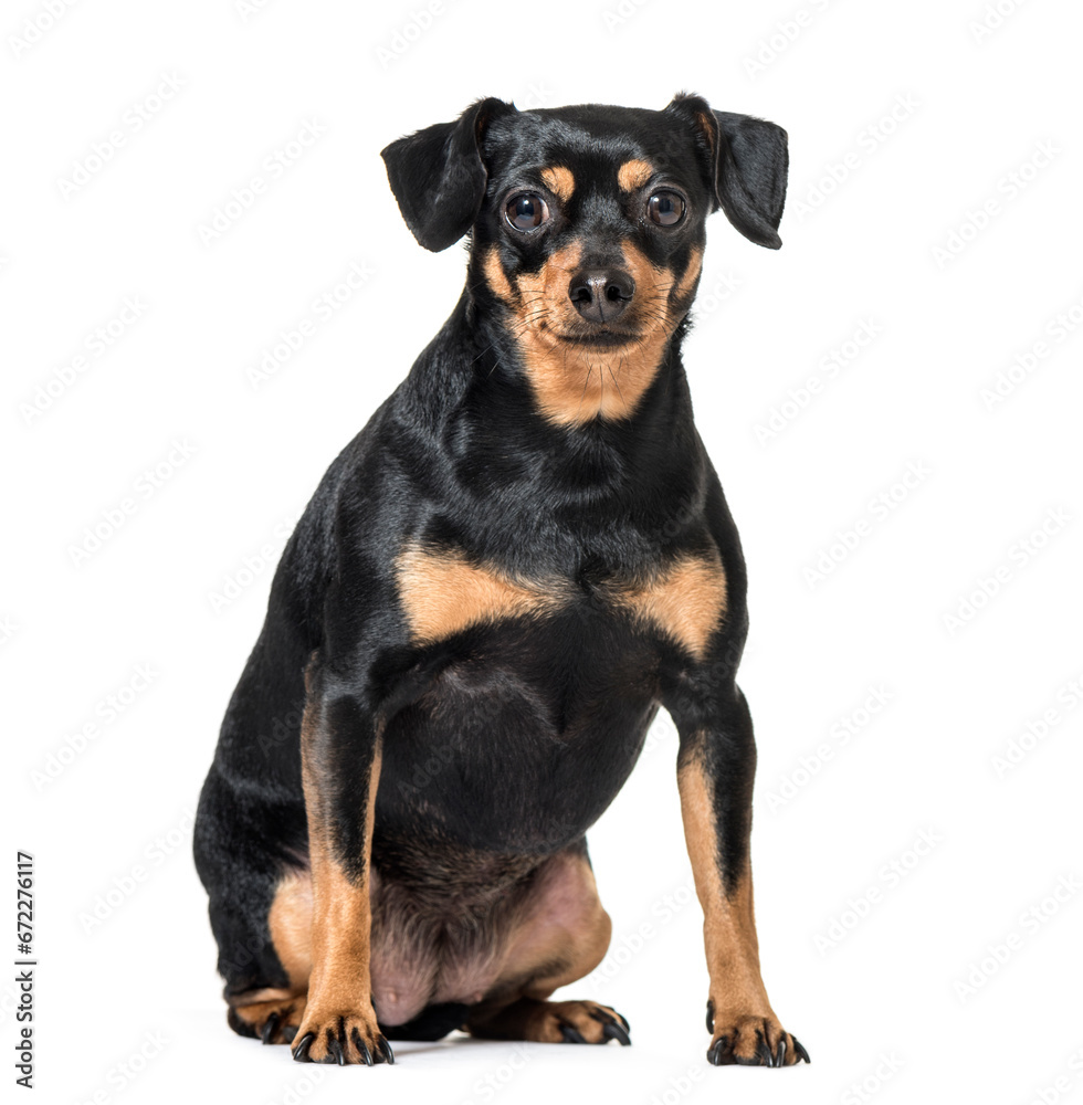 Black and brown Miniature Pinscher isolated on white Black and brown Miniature Pinscher isolated on white