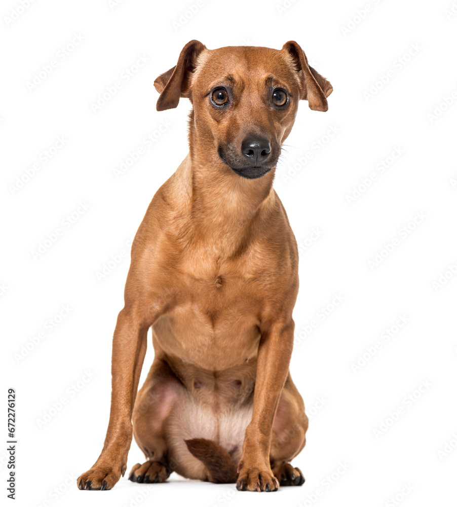 sitting Miniature Pinscher isolated on white