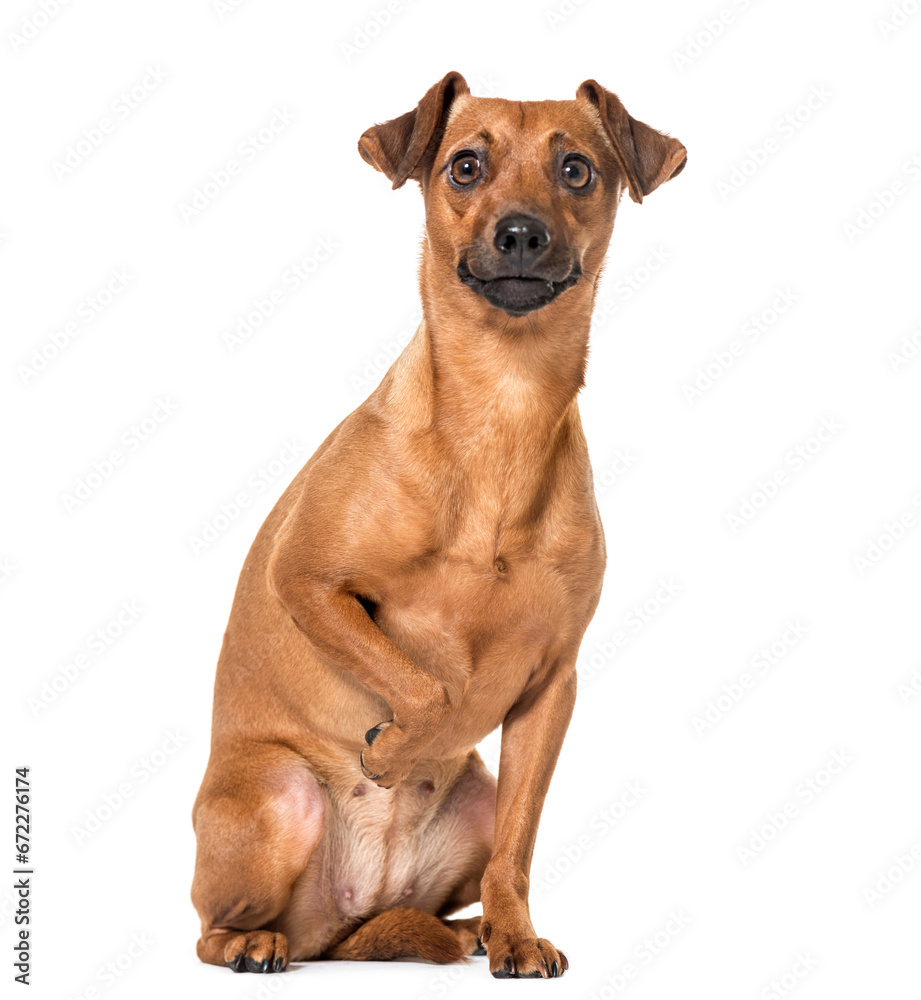 sitting Miniature Pinscher isolated on white