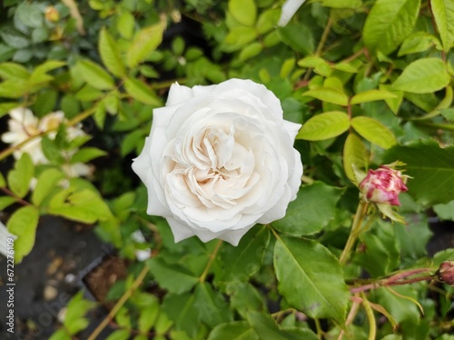 Fototapeta Naklejka Na Ścianę i Meble -  Rosa 'Boule de Neige'