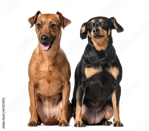 Two Miniature Pinschers sitting together, dogs, isolated on white