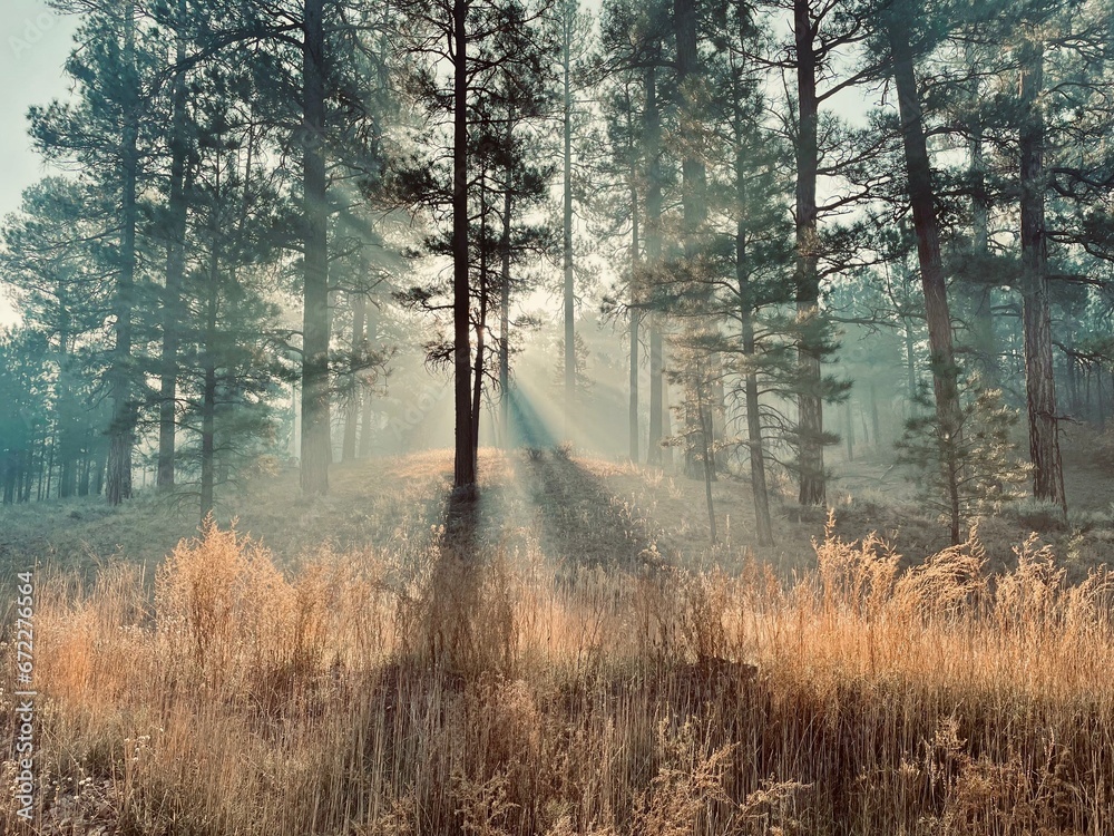 Morning sunlight through pine trees in Kaibab National Forest