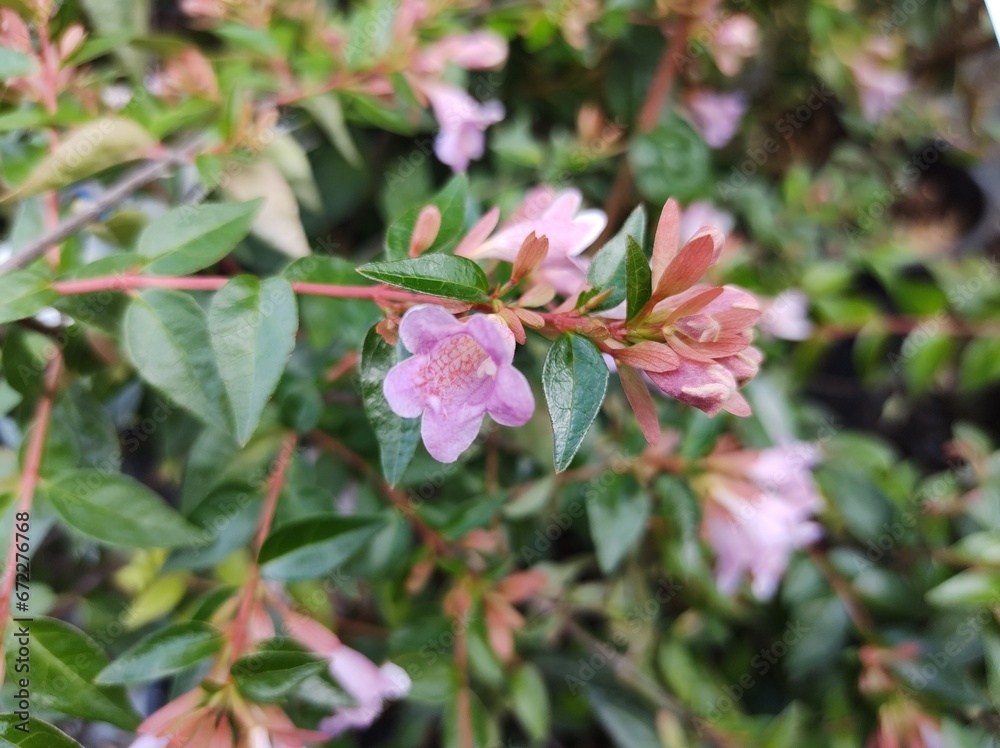 Obraz premium Abelia x grandiflora 'Edward Goucher'
