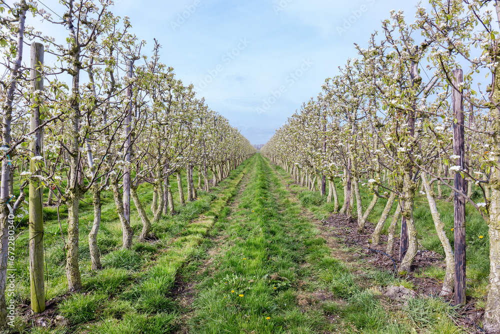 De lente is de tijd dat de perenbomen in de boomgaard vol zitten met bloesem wat later als het bestoven is door de bijen uitgroeien tot peren.