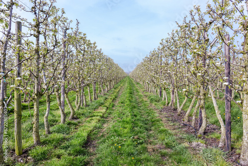 De lente is de tijd dat de perenbomen in de boomgaard vol zitten met bloesem wat later als het bestoven is door de bijen uitgroeien tot peren. photo