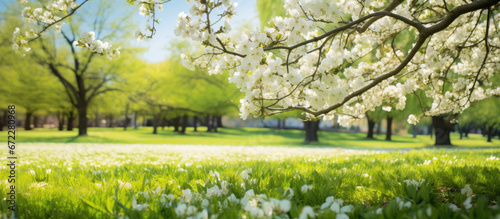 white blossoms decorating an apple tree in a grassy area, landscape-focused © Kien