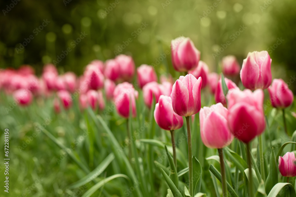 tulipany różowe, wiosenne kwiaty w promieniach wschodzącego słońca w ogrodzie	 - obrazy, fototapety, plakaty 