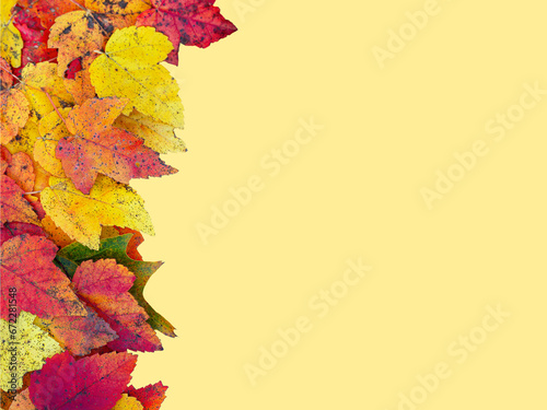 Yellow  red and green fall color isolated leaves on the yellow background. Flay layout  copy space