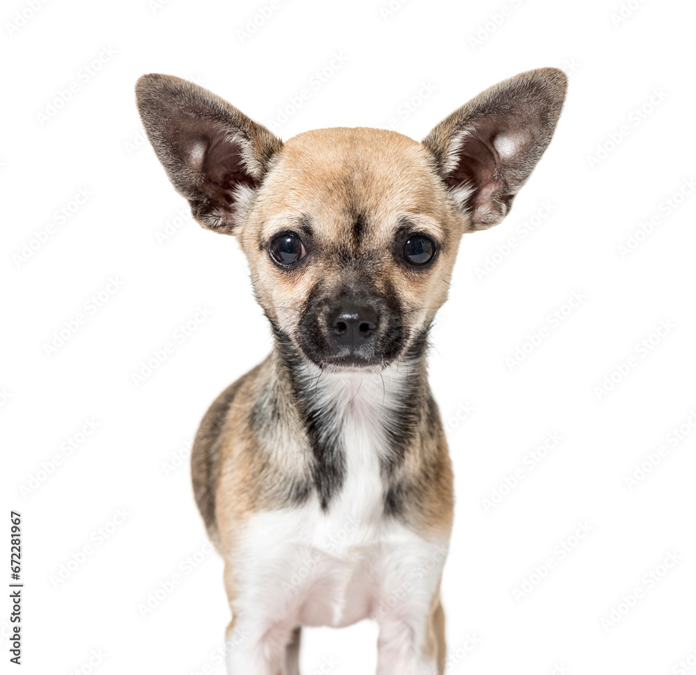 Chihuahua puppy, Dog, pet, studio photography, cut out