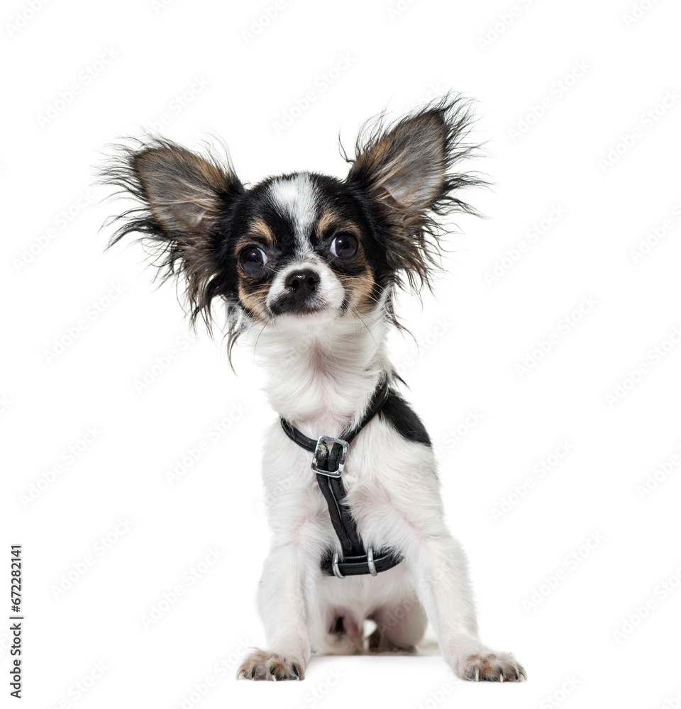 Portrait of a Chihuahua dog sitting in front of a white background Portrait of a Chihuahua dog sitting in front of a white background