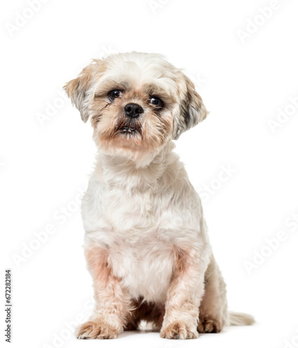 Fototapeta Naklejka Na Ścianę i Meble -  Cute sitting Shih Tzu Dog, cut out