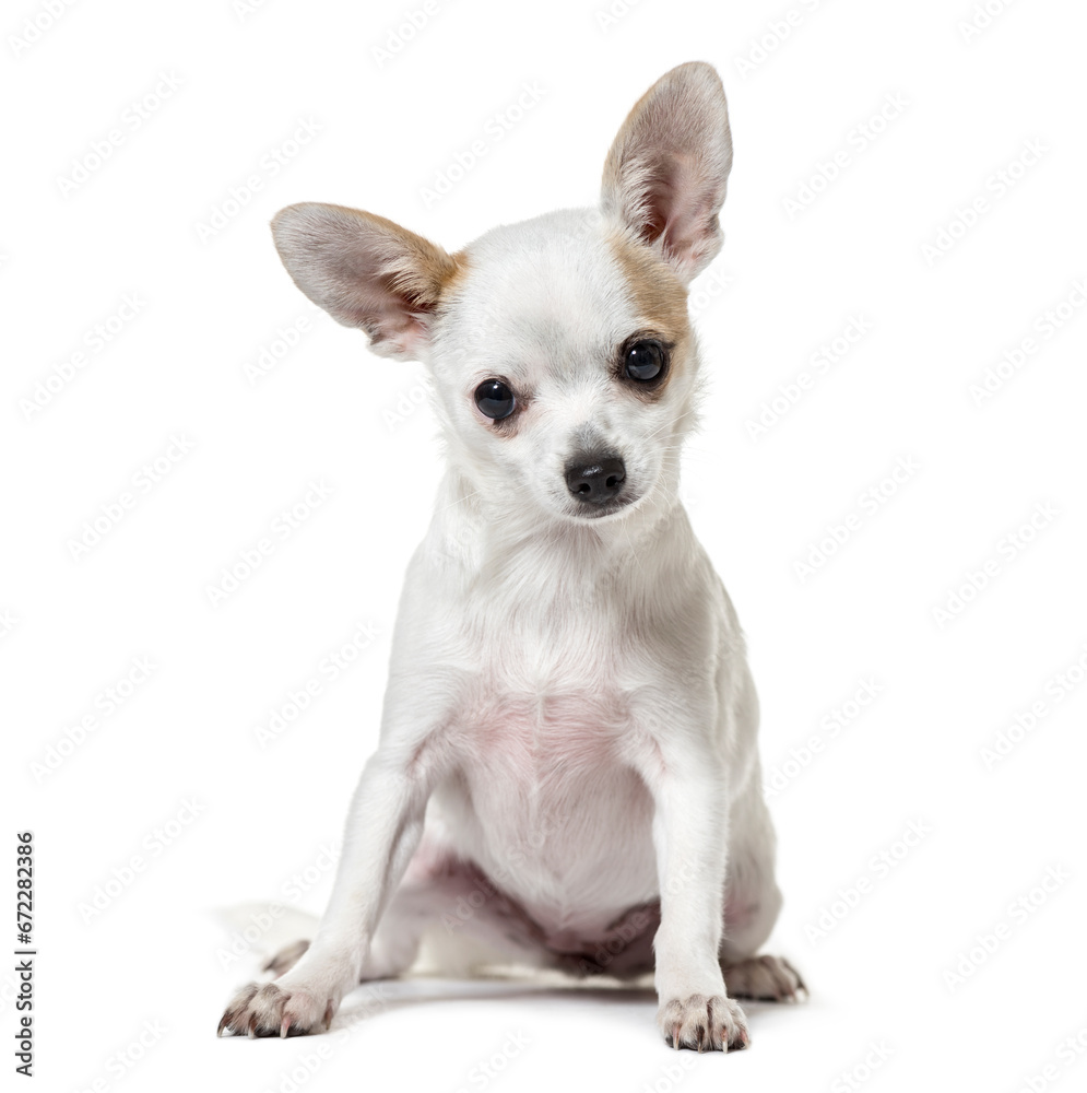 Portrait of a Chihuahua dog sitting in front of a white background