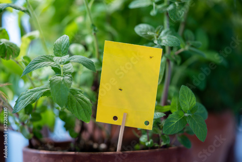 Photography Fungus gnats stuck on yellow sticky trap closeup