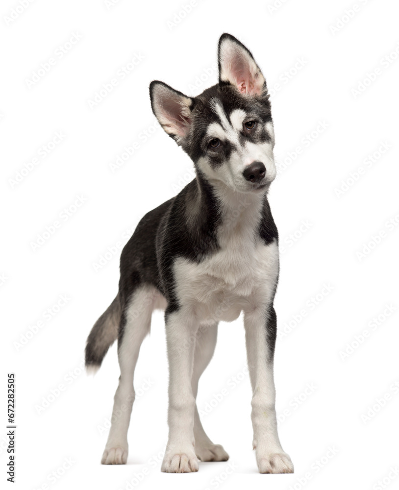Standing Siberian Husky puppy, Dog, cut out