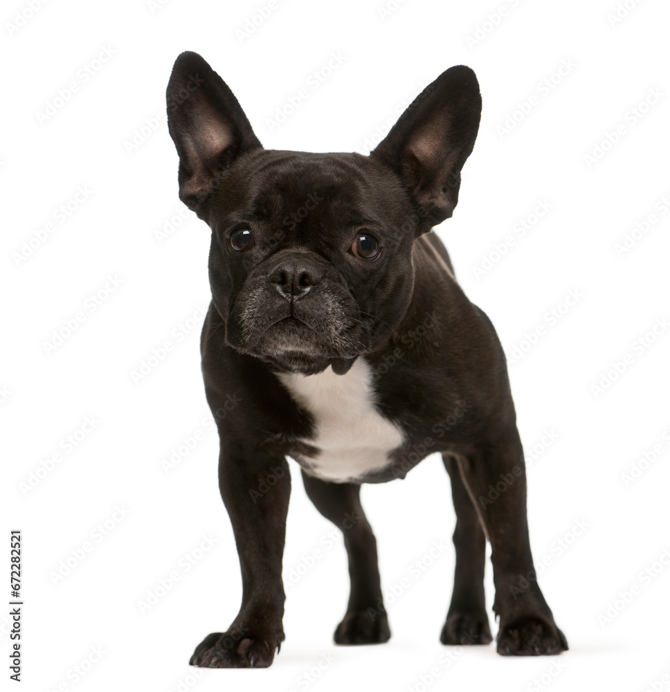 Standing French bulldog dog, cut out