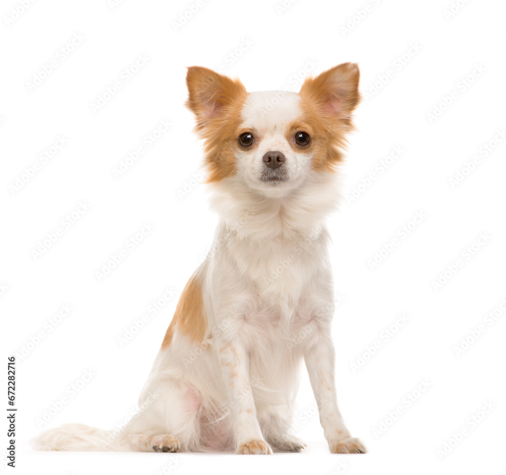 Sitting Chihuahua in front, Dog, pet, cut out