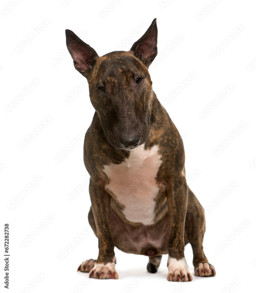 Sitting Bull Terrier Dog, cut out