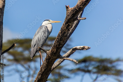 Grey heron (Ardea cinerea)  on Naivasha lake, Kenya