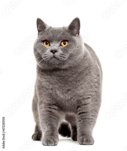Standing british shorthair Cat, cut out