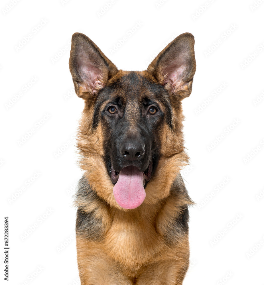 Close-up of German Shepherd Dog panting, cut out Close-up of German Shepherd Dog panting, cut out
