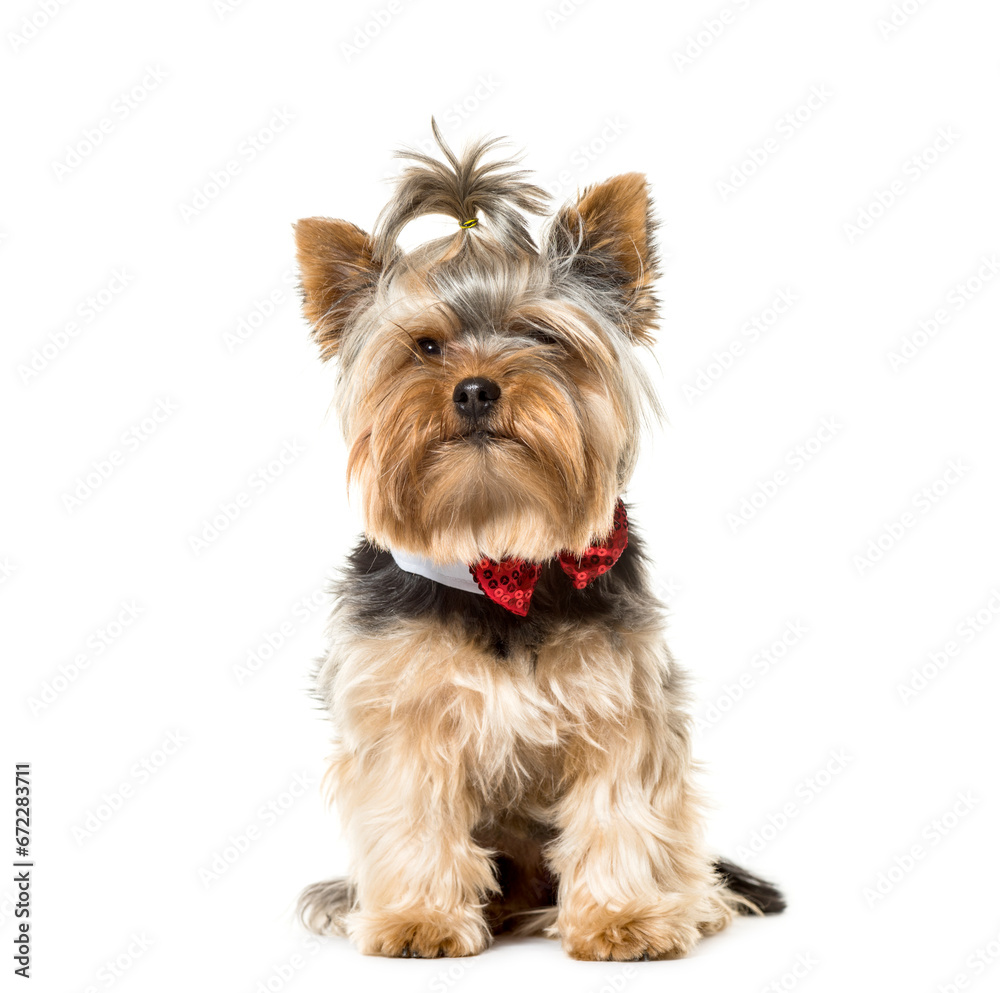 Sitting Yorkshire Terrier Dog wearing a bow tie isolated on white