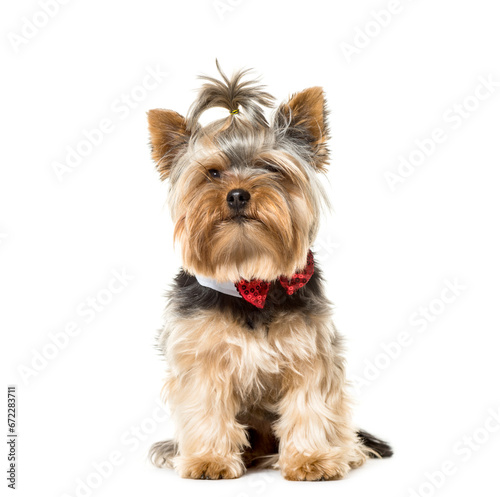 Sitting Yorkshire Terrier Dog wearing a bow tie isolated on white
