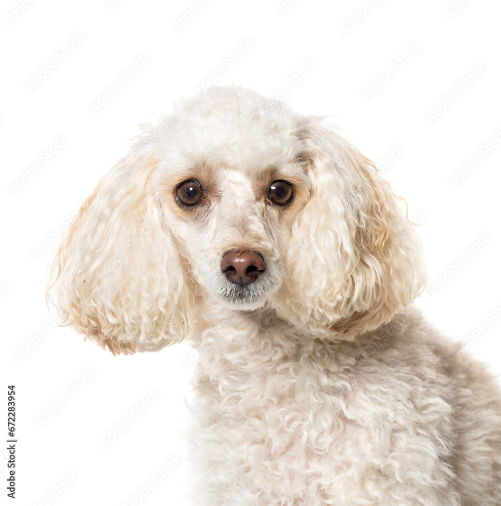 Close-up of a white Poodle Dog, cut out Close-up of a white Poodle Dog, cut out