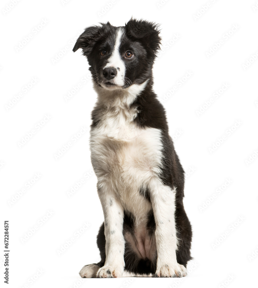 Young Black and white Border collie Dog sitting in front of the camera, cut out