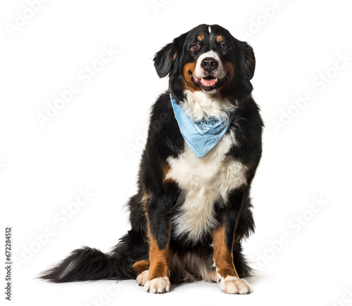 Sitting Bernese Mountain Dog panting wearing a blue scarf, cut out